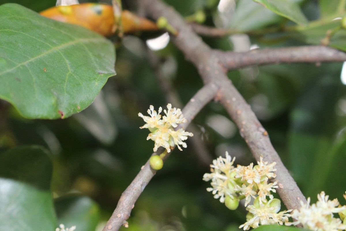 Litsea ovalifolia (Wight) Trimen